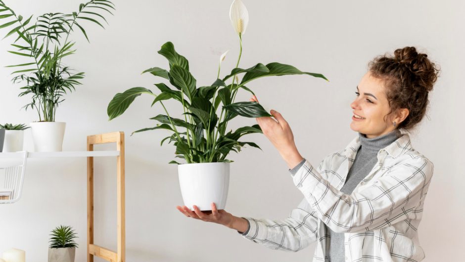 Plante care purifică aerul din locuință și reduc alergenii